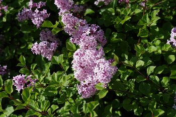 5 Fragrant Plants To Grow In Your Garden
