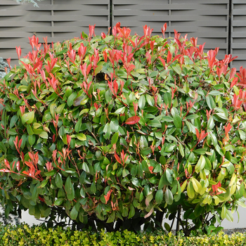 Spring is the perfect time for shrubs!