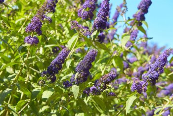 Transform your garden with shrubs and hedging plants