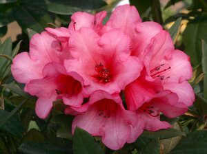 Rhododendron Winsome - image 1
