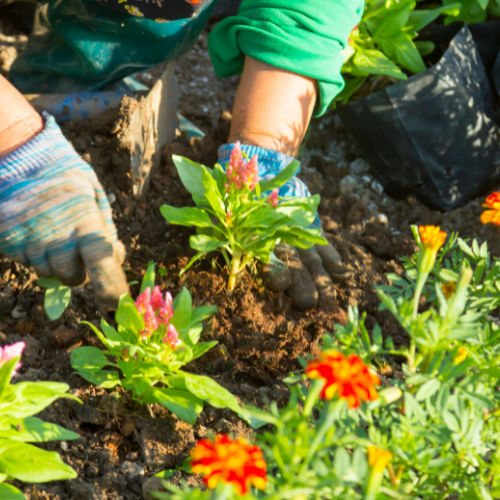 Organic Gardening - Thompson's