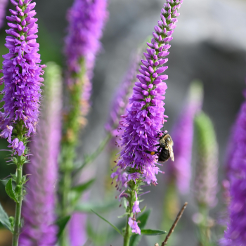 Organic Gardening - Thompson's