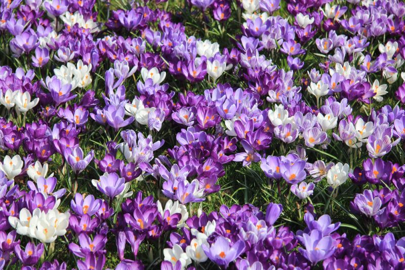 Flowers Thompsons garden centre