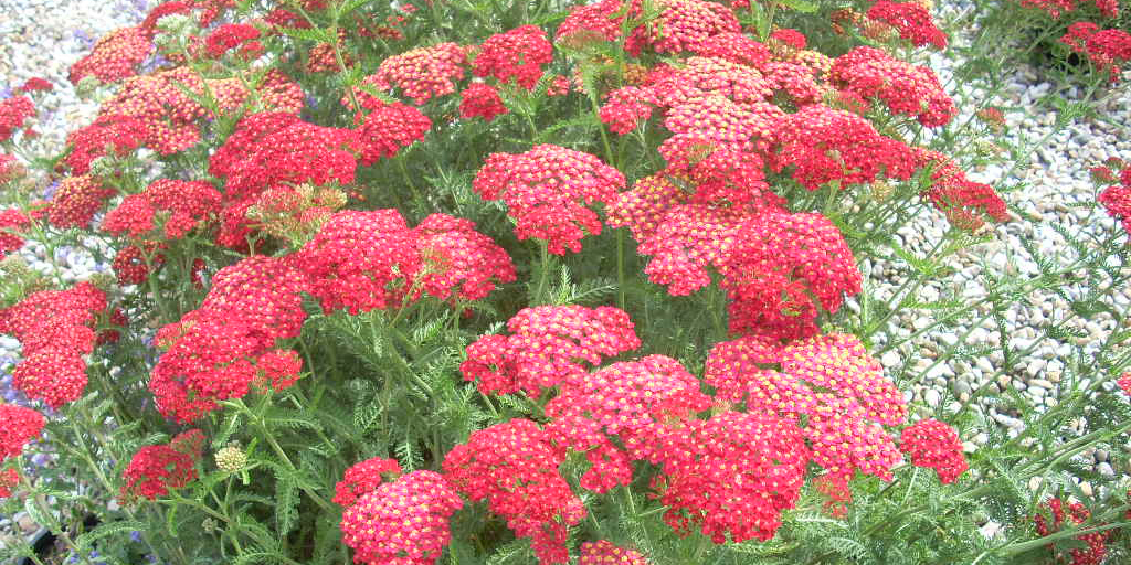 Achillea | Thompson's Garden Centre