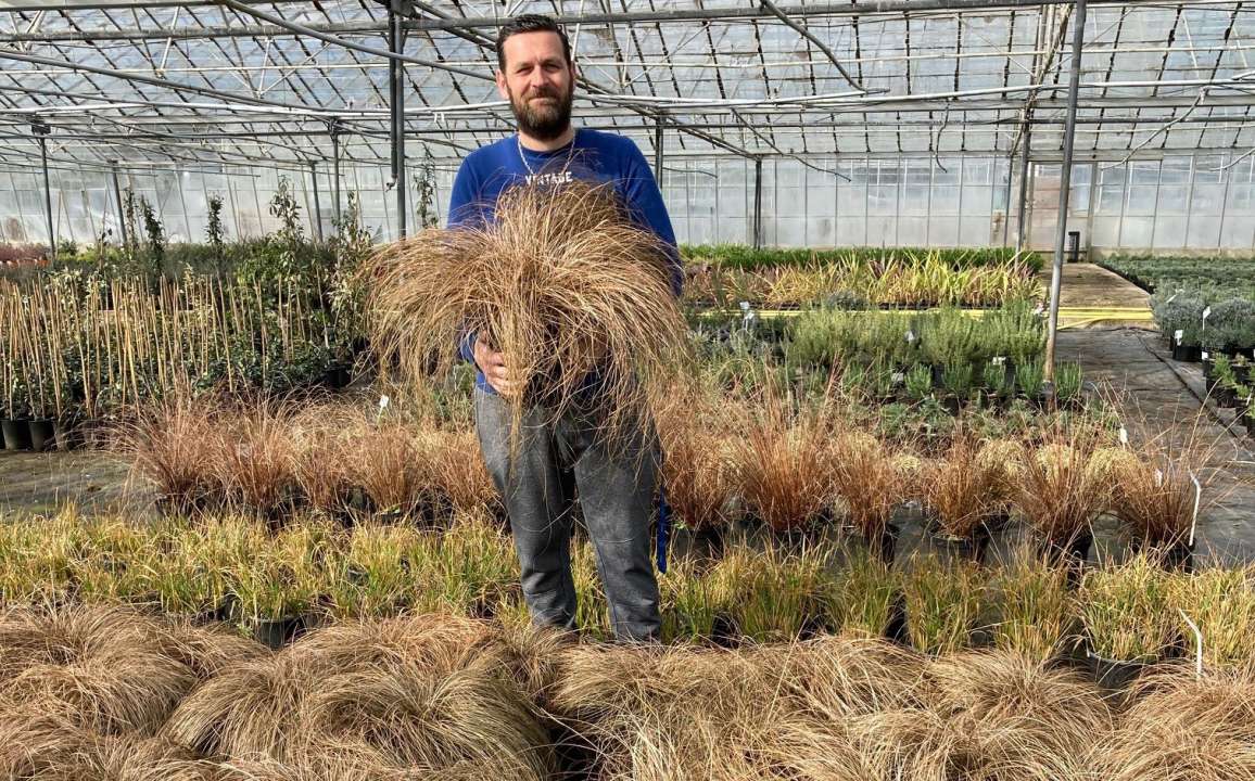 Grasses Grown By Us | Thompson's Garden Centre