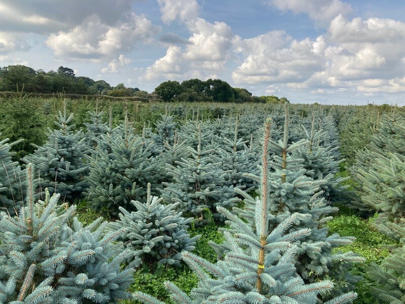 Blue Spruce trees - Thompson's