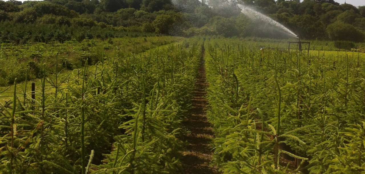 Carbon Neutral Christmas Tree Nursery - Thompson's