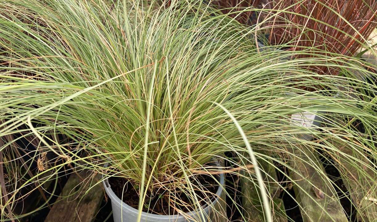 Carex | Thompson's Garden Centre