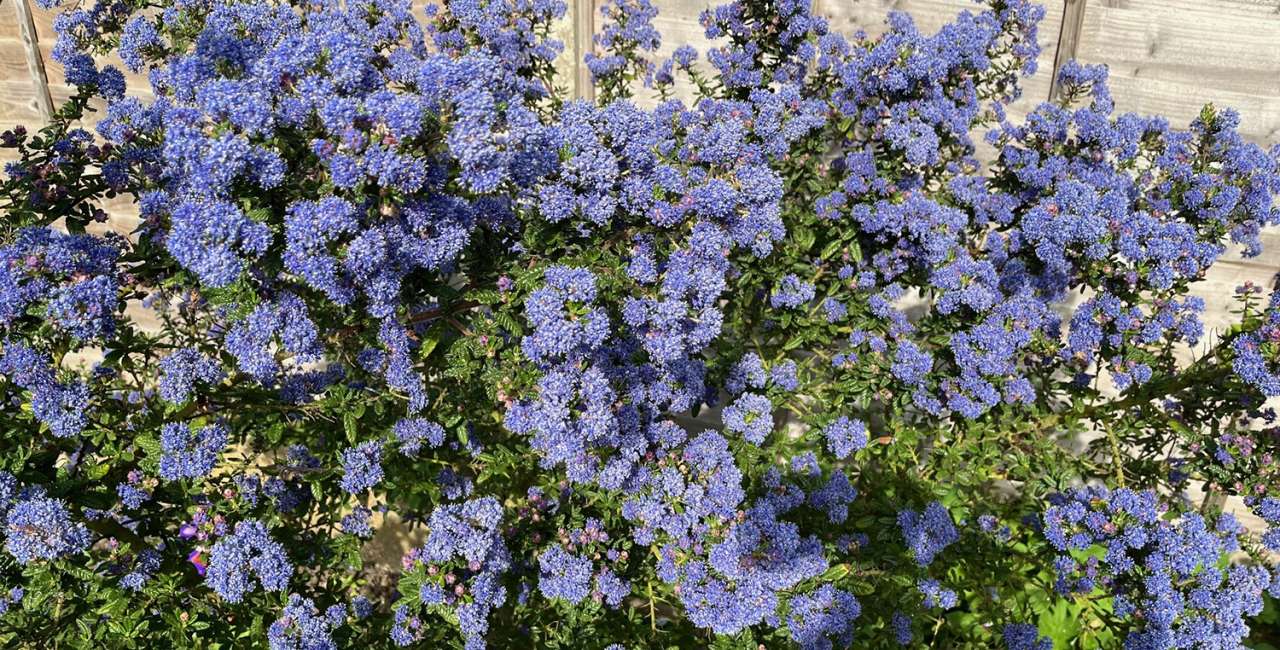 Ceanothus | Thompson's Garden Centre