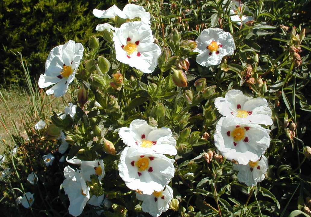 Cistus - Rock Rose | Thompson's Garden Centre