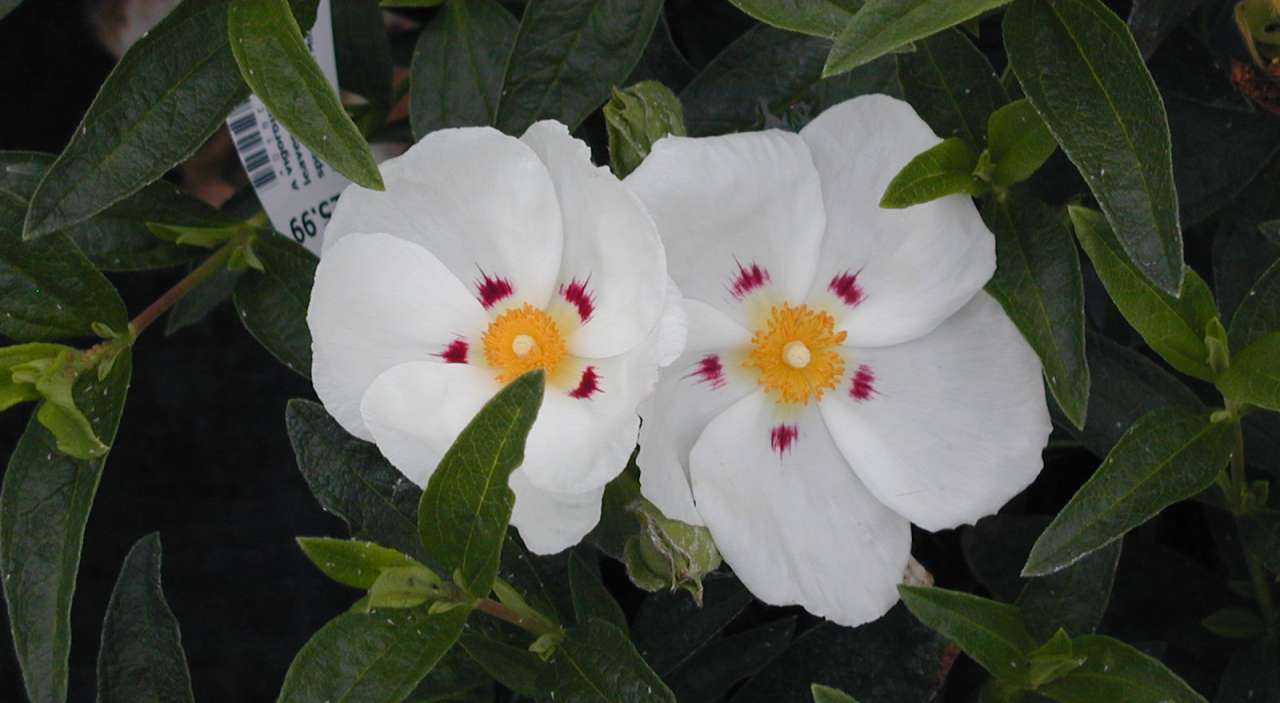 Cistus - Rockrose | Thompson's Garden Centre