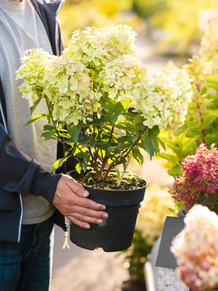 Plants for Clay Soils - Thompson's Garden Centre Plants for Clay Soils - Thompson's Garden Centre