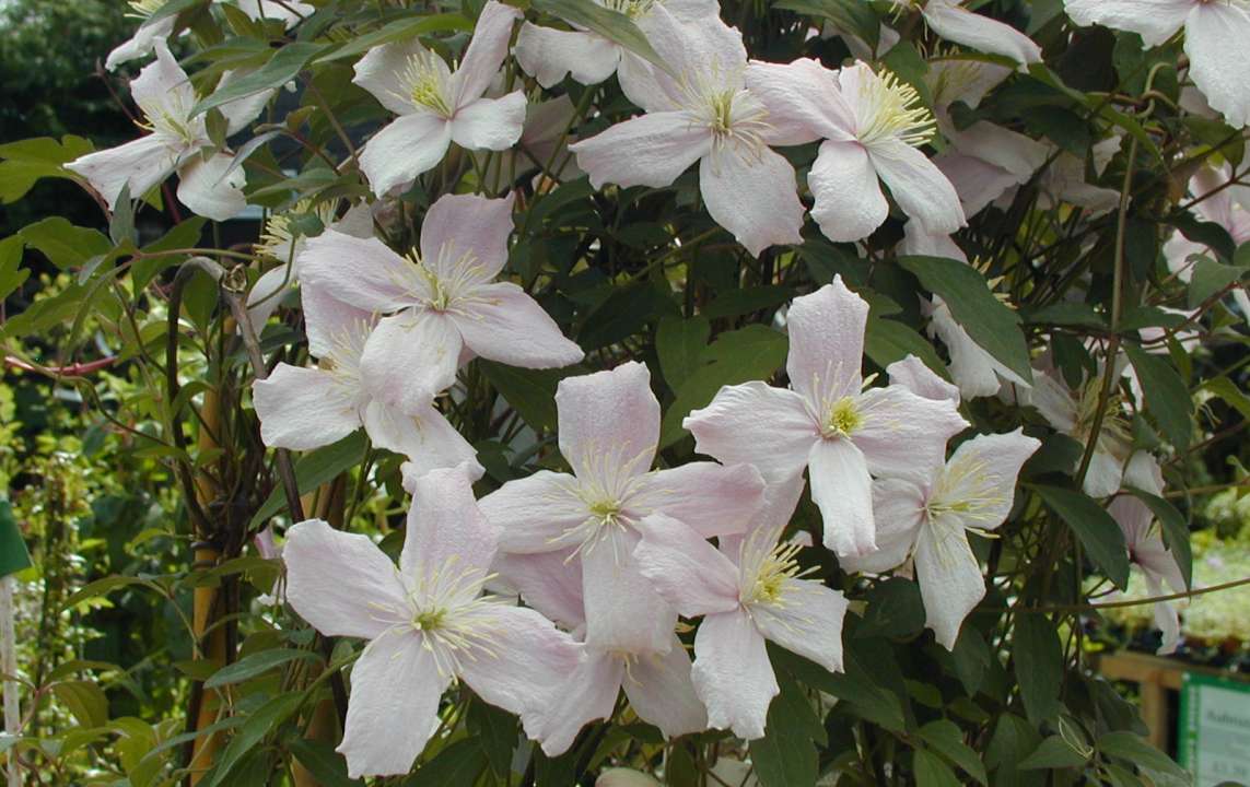Clematis montana | Thompson's Garden Centre