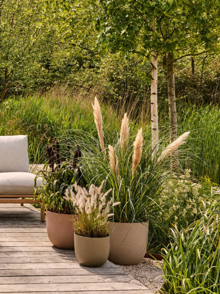 Coastal Plants - Thompson's Garden Centre