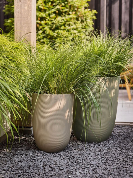 Coastal Plants - Thompson's Garden Centre