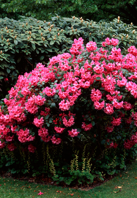 Rhododendron - Thompson's