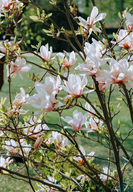 Specimen Shrubs - Thompson's
