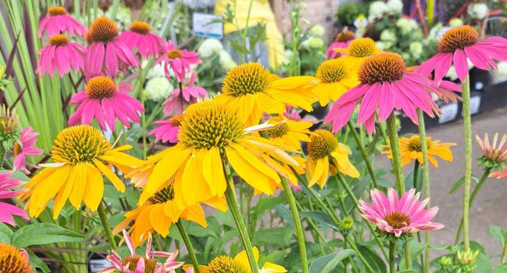 Echinacea | Thompson's Garden Centre