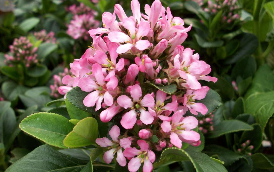 Escallonia | Thompson's Garden Centre