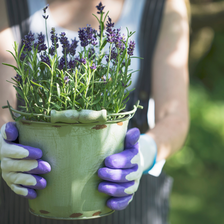 Essential Plant Mix - Lavender - Thompson's