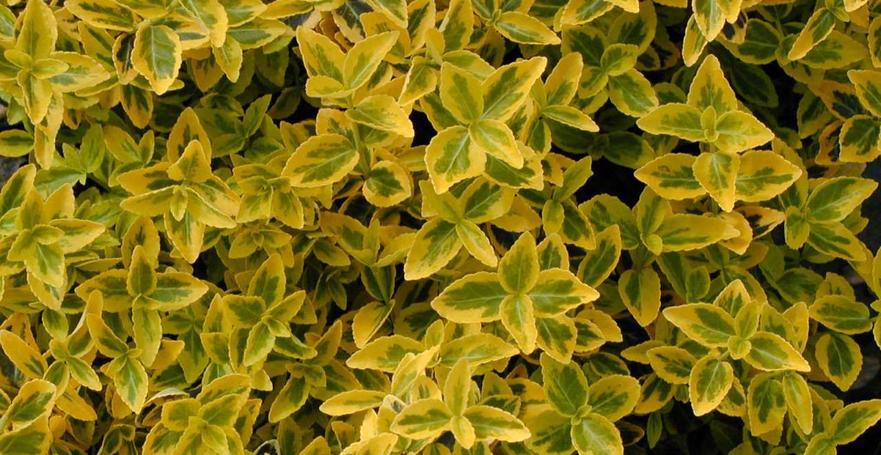 Euonymus Emerald & Gold | Thompson's Garden Centre