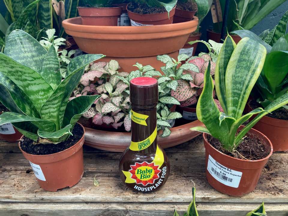 Houseplant Feed | Thompson's Garden Centre
