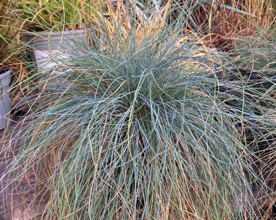Festuca Festina | Thompson's Garden Centre