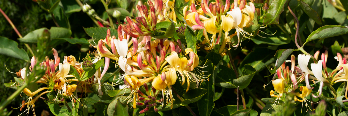 Fragrant plants - Honeysuckle