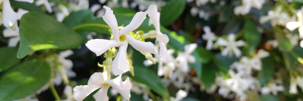 Fragrant plants - Jasmine