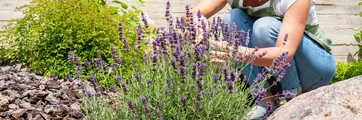 Fragrant plants - Lavender