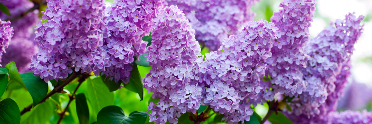 Fragrant plants - Lilac