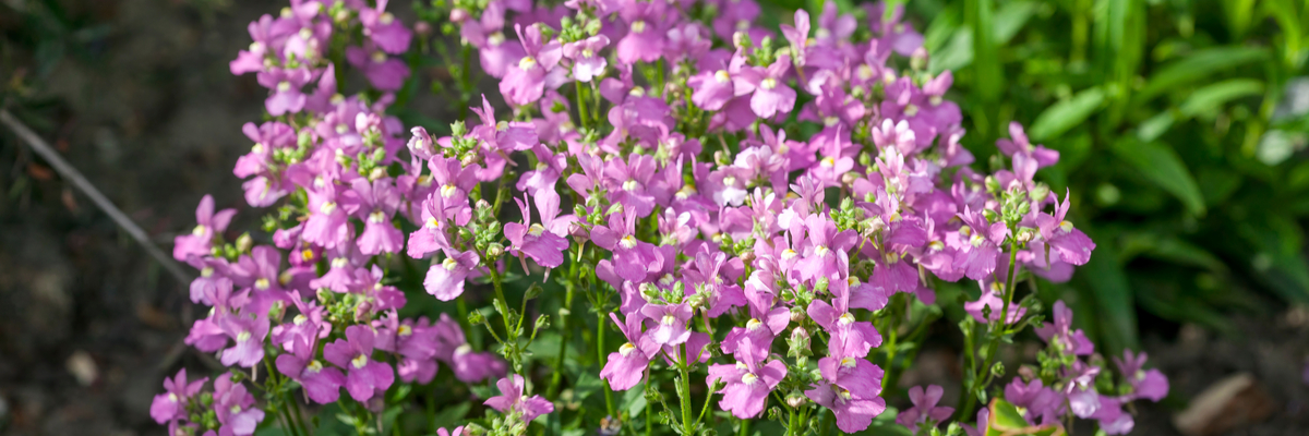 Fragrant plants - Nemesia