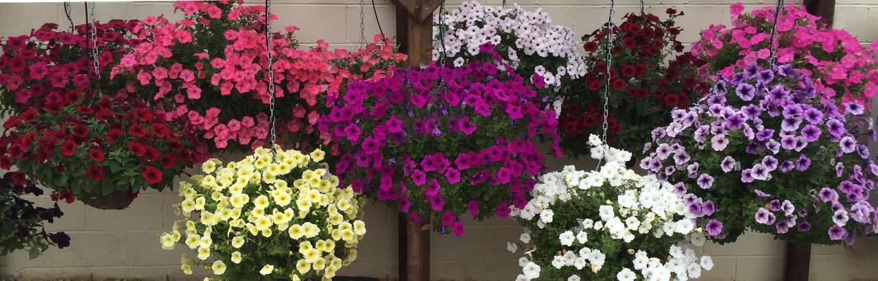 Hanging Baskets