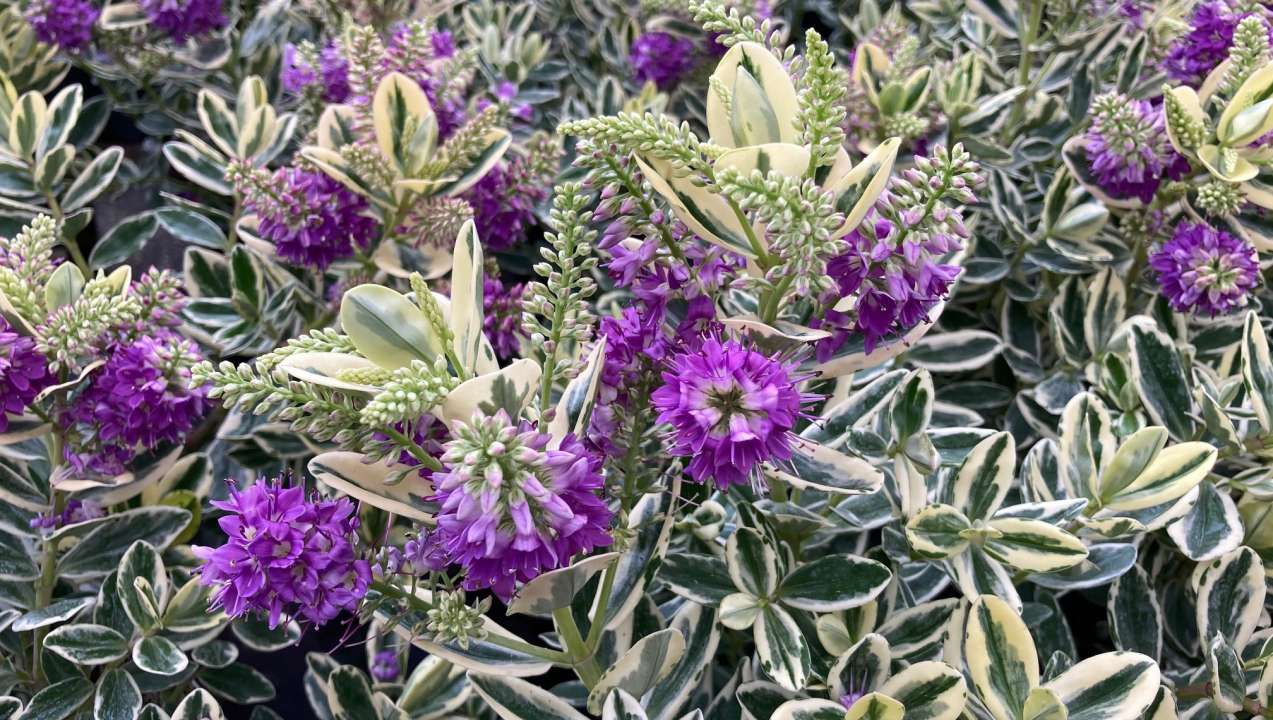 Hebe | Thompson's Garden Centre