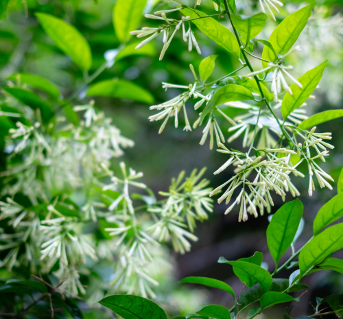 Plants for Fragrance - Thompson's