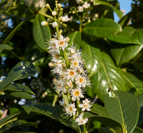 Hedging Plants - Thompson's