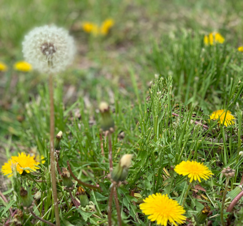Lawn Weed - Thompson's Garden Centre