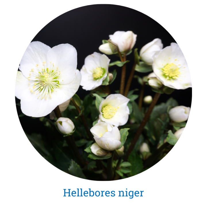 Hellebores niger - Thompson's