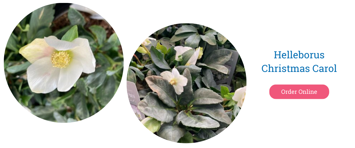 Hellebores plant of the month January - Christmas Carol - Thompson's