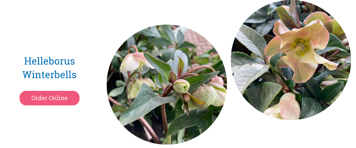 Helleborus Winterbells - Plant of the month January - Christmas Carol - Thompson's