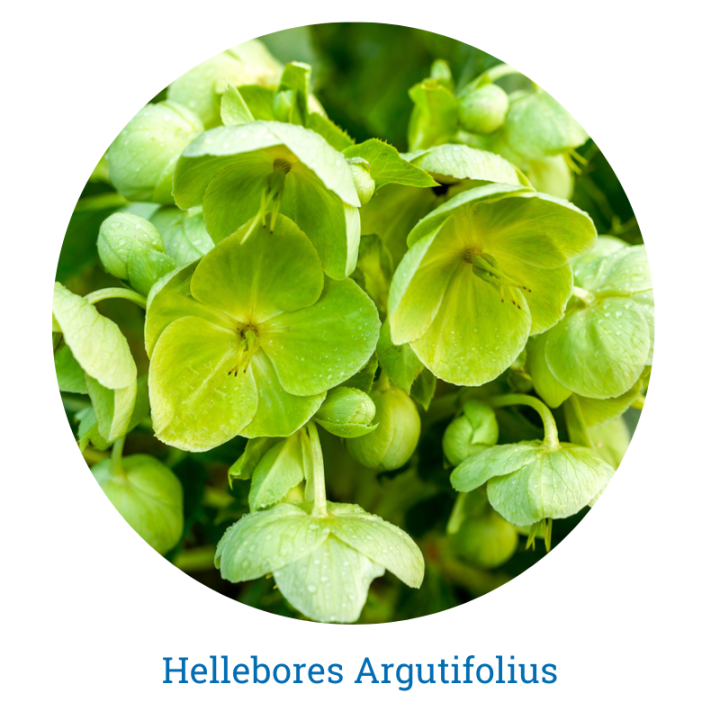 Helleborus Argutifolius - Thompson's