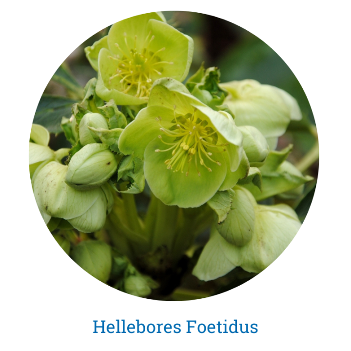 Helleborus foetidus - Thompson's