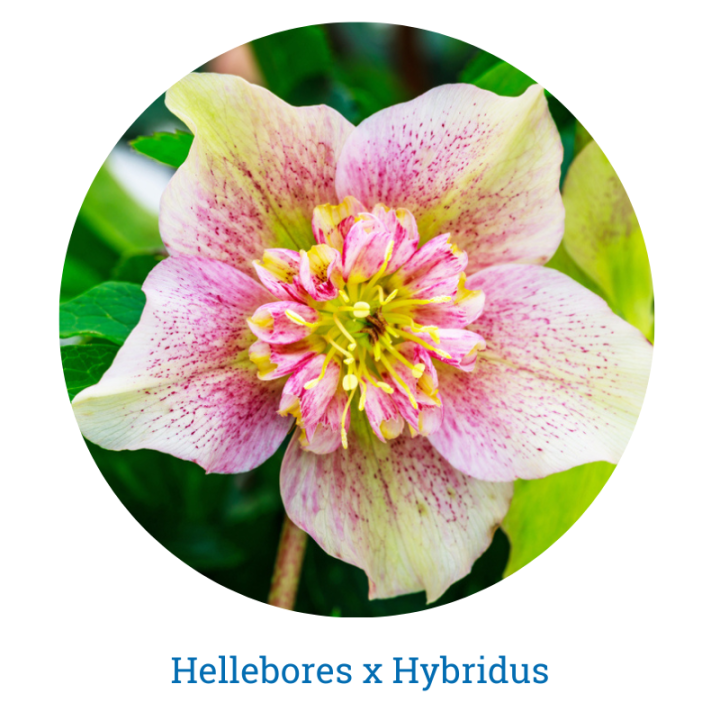 Helleborus x hybridus - Thompson's