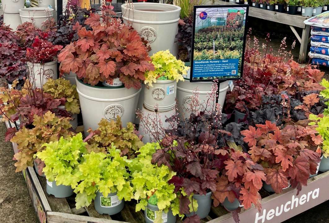 Heuchera | Thompson's Garden Centre
