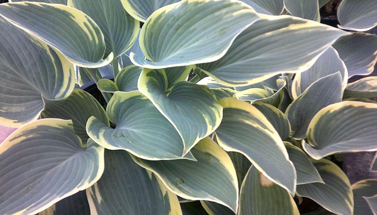 Hosta First Frost | Thompson's Garden Centre