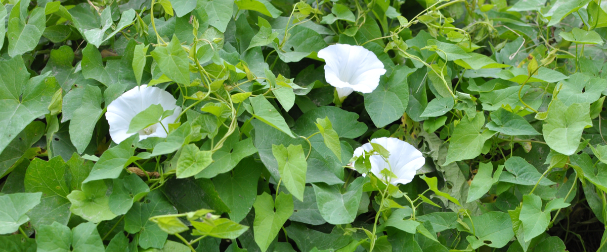 How to get rid of hedge bindweed - Thopmpson's