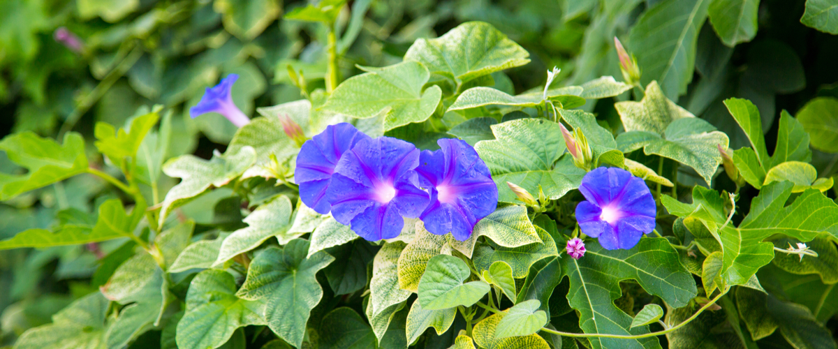 How to get rid of hedge bindweed - Thopmpson's