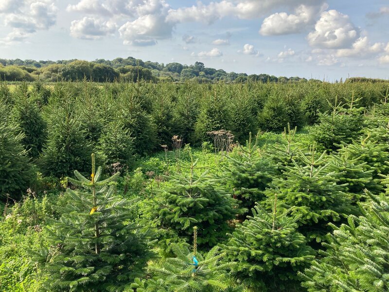 Nordman Fir tree - Thompson's