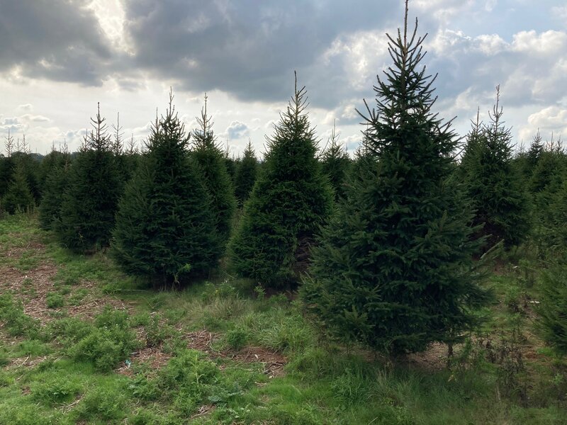 Norway Spruce trees - Thompson's