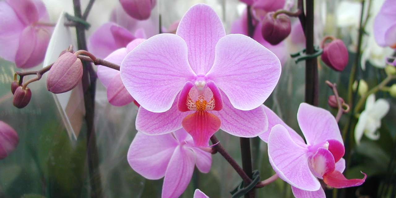 Orchid | Thompson's Garden Centre